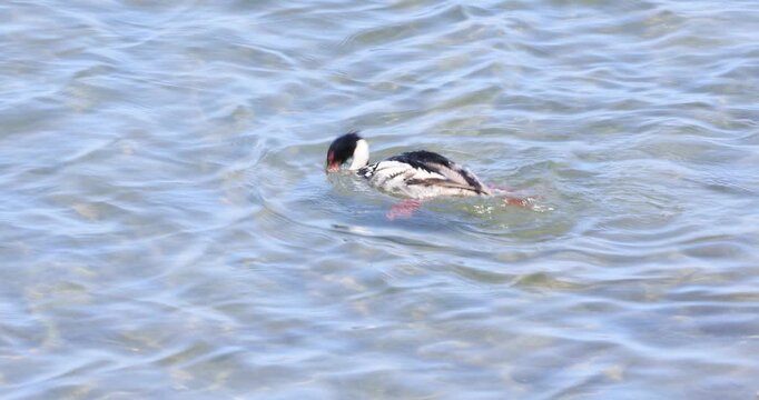 Red-breasted Merganser Foraging in Shallow Water