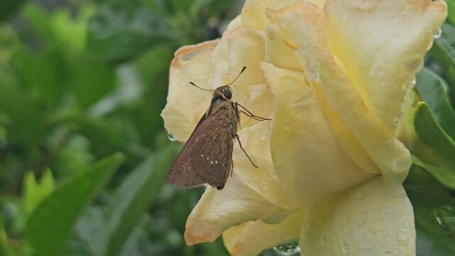 Skipper Butterfly