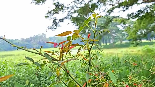 Bright red and yellow bird perched on green plant near water and trees