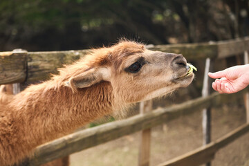 Fototapeta premium A llama reaches toward food from a human hand near a wooden fence. Warm natural light creates friendly countryside interaction atmosphere.