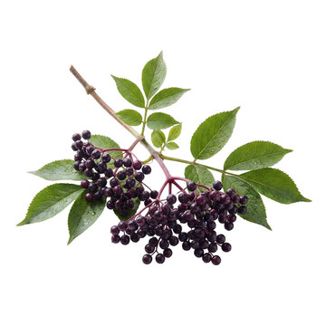 A Fresh Cluster of Ripe Dark Elderberries Attached to a Green Leafy Branch Isolated on White Background