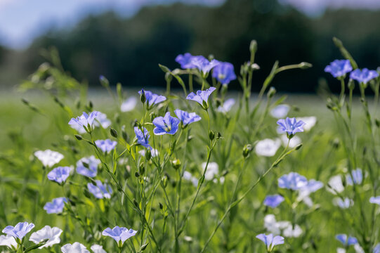 Blue Linen Flowers Blooming in a Lush Green Summer Field in Latvia