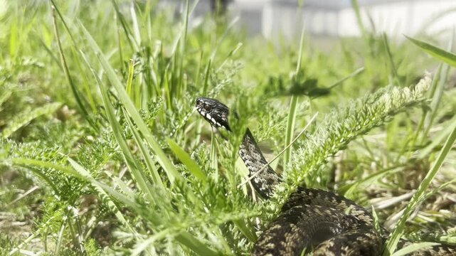 European Adder Vipera Berus Sunbathing in Green Grass, Close-up Footage with Ambient Sound