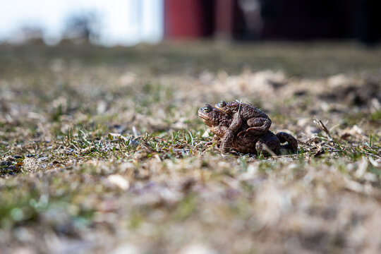 Two toads are locked in amplexus on short grass and dry earth. Ground level view with shallow depth of field keeps them sharp. Midday light shows textured skin.