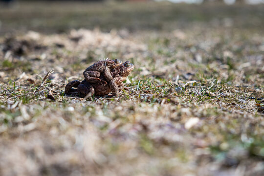 Two common toads engage in amplexus on a sunlit field with dry soil and short grass. Low angle and shallow depth of field emphasize textured skin and clasped posture.