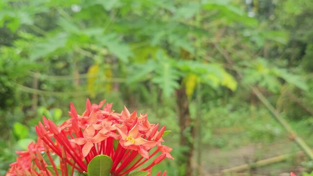 Black butterfly feeding on vibrant orange Ixora flowers in a lush tropical garden. The butterfly gracefully collects nectar while contributing to natural pollination, showcasing beauty of biodiversity