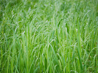 Obraz premium Fresh green grass growing in meadow. Lush wild lawn texture in field. Natural spring vegetation background for ecology concept and environmental design. Organic outdoor plant setting.