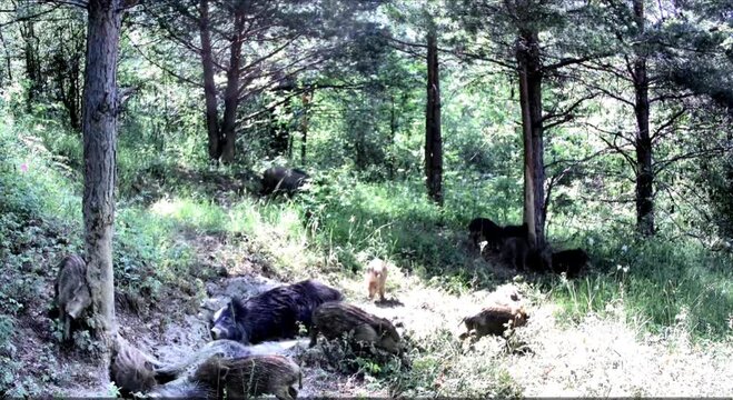 Wild boar mother with piglets wallowing in a mud puddle