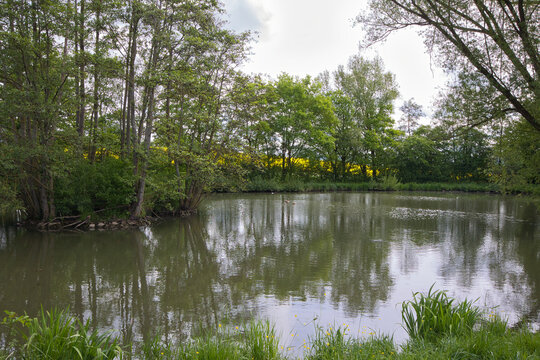 If you walk along the Franconian Beer Trail, you'll also pass by the pond near Ellwingshofen.