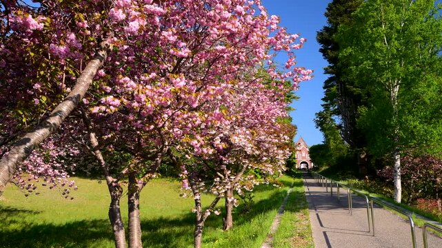 トラピスト修道院と桜