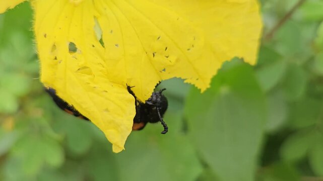 Banded blister beetle Mylabris spp resting and feeding on a vibrant yellow flower in its natural habitat. The close-up captures the beetle's distinctive black-and-orange striped pattern