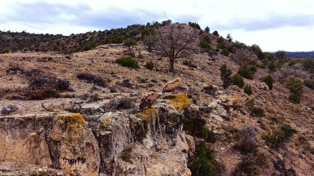 Two Eurasian griffon vultures Gyps fulvus resting on a rocky limestone canyon ledge surrounded by dry scrubland and sparse vegetation in Teruel, Aragon, Spain