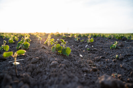 Rows of young vibrant soybean sprouts growing in dark fertile soil during a beautiful golden sunrise light in the field