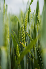 Obraz premium Green wheat ear growing in a field, symbolizing agriculture, harvest, future, and sustainability
