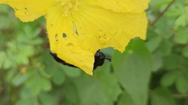 Banded blister beetle Mylabris spp resting and feeding on a vibrant yellow flower in its natural habitat. The close-up captures the beetle's distinctive black-and-orange striped pattern