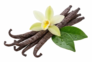 Vanilla Pods with Orchid Flower and Green Leaves © Masnoon