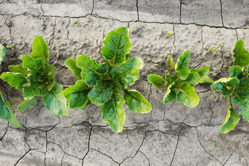 Fototapeta premium Young sugar beet plants growing in cracked dry soil, symbolizing drought conditions and climate change impact on agriculture