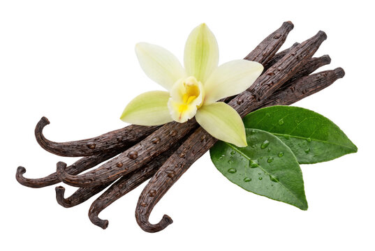 Vanilla Pods with Orchid Flower and Green Leaves