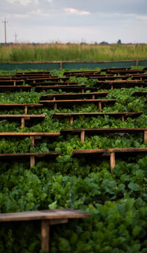 Large open air snail farm with wooden platforms over green vegetation, heliciculture system and sustainable agriculture