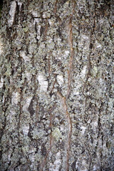 Fototapeta premium Close-up texture of birch tree bark