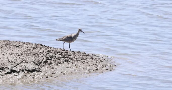 Willet Foraging on an Oyster-Shell Bar Before Flight