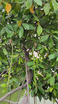 Healthy mangrove propagules hanging from coastal tree supporting thriving estuarine ecosystem and biodiversity naturally.