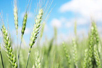 Obraz premium Wheat spikes growing in field outdoors, closeup. Space for text