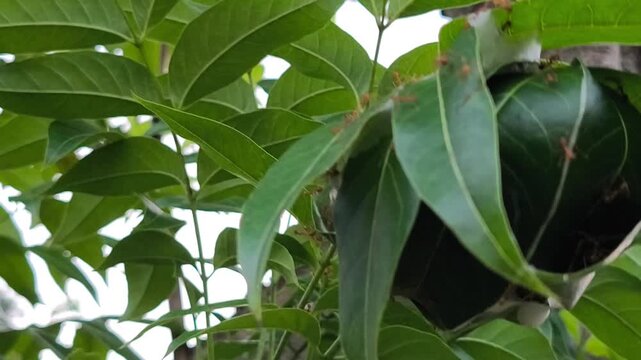 Red weaver ants construct intricate leaf nest demonstrating remarkable cooperative behavior and engineering skills.