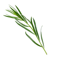 Obraz premium Sprig of fresh tarragon isolated on white