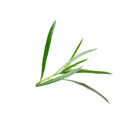 Fototapeta premium Sprig of fresh tarragon isolated on white
