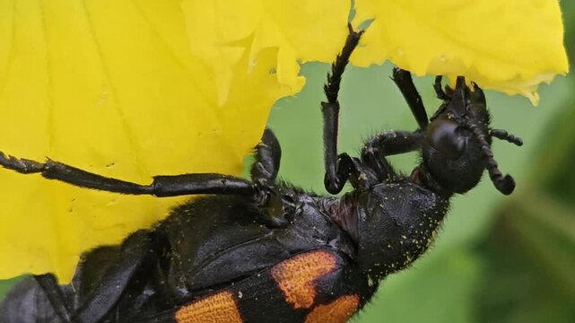 Banded blister beetle Mylabris spp resting and feeding on a vibrant yellow flower in its natural habitat. The close-up captures the beetle's distinctive black-and-orange striped pattern