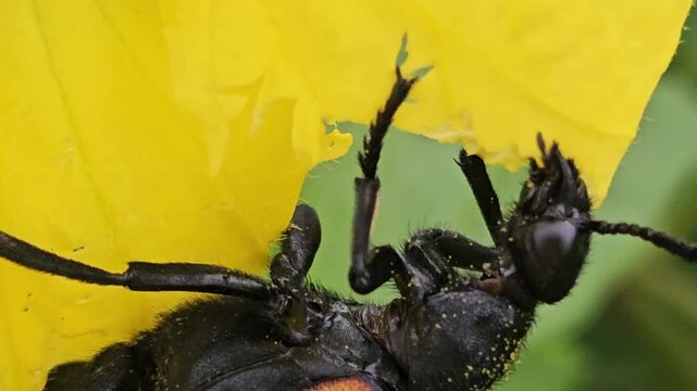 Banded blister beetle Mylabris spp resting and feeding on a vibrant yellow flower in its natural habitat. The close-up captures the beetle's distinctive black-and-orange striped pattern