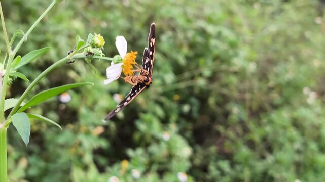 Black Tiger Moth (Asota sp.) resting gracefully on wildflower, displaying striking spotted wings amid natural greenery.