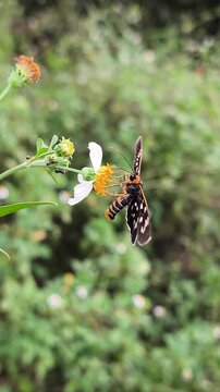 Black Tiger Moth (Asota sp.) resting gracefully on wildflower, displaying striking spotted wings amid natural greenery.