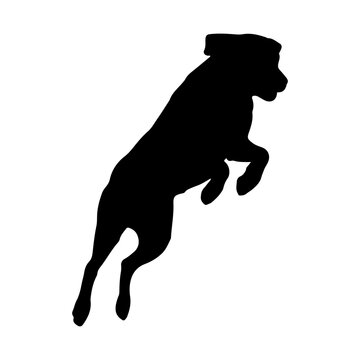 Silhouette of an energetic happy dog jumping and leaping in the air