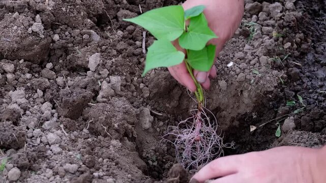 Close up of farmer hands planting a sweet potato sprout into the soil