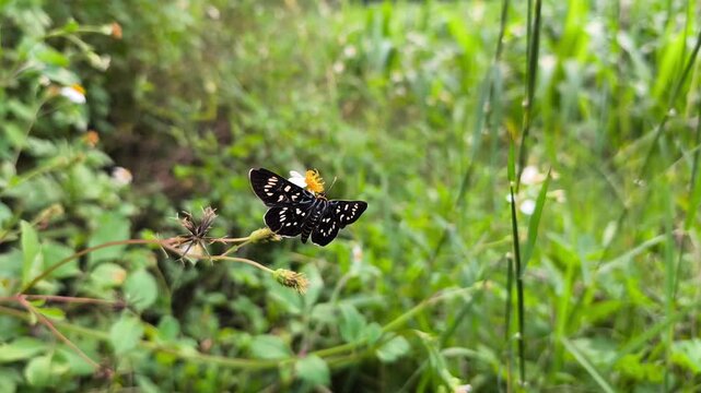 Black Tiger Moth (Asota sp.) resting gracefully on wildflower, displaying striking spotted wings amid natural greenery.