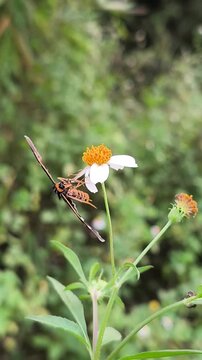 Black Tiger Moth (Asota sp.) resting gracefully on wildflower, displaying striking spotted wings amid natural greenery.
