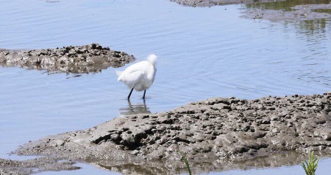 Snowy Egret Striding Along a Muddy Shoreline