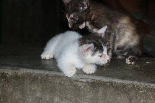 Two adorable cats resting on a concrete stoop at night with domestic tortoiseshell concrete