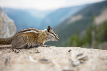 Obraz premium Chipmunk