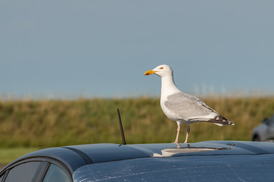 Vlissingen, Netherlands. Seagull standing on car roof in coastal area with natural and urban interaction
