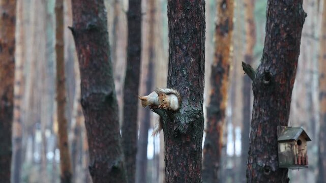 Two Red Squirrels Eating Nuts on Pine Tree in Winter Forest. Pair of Wild Red Squirrels Feeding Together in Pine Woodland