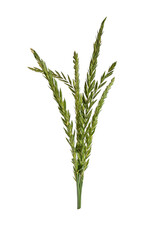 Fototapeta premium Closeup ryegrass inflorescence spikelets agricultural botany ecological texture