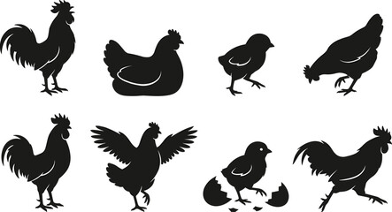 Domestic chickens silhouettes set featuring roosters hens and chicks in different poses isolated on white background © Shariful