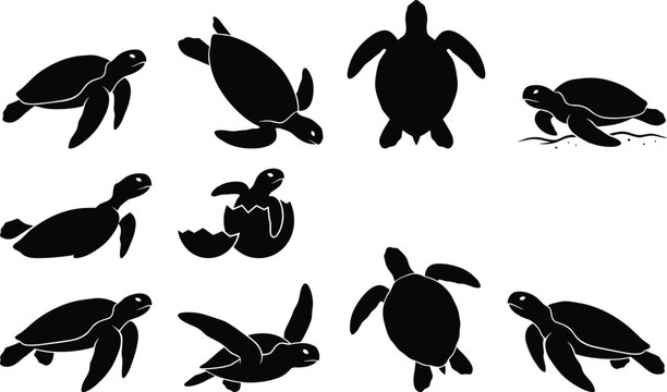 Collection of sea turtle silhouettes featuring swimming positions hatching baby tortoise and various marine reptile life stages vector icons