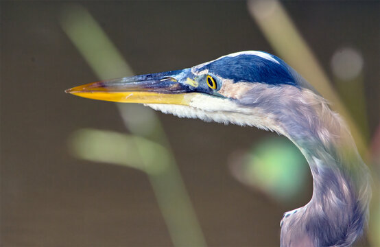 Focused Heron