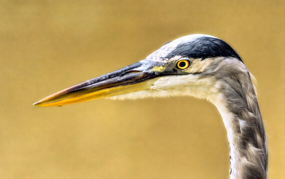 Heron in Profile