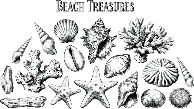Beach treasures collection of seashells and starfish on white background