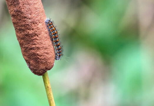 Caterpillar on Cattail